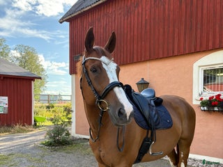 Dressyr hästar till salu: Lyxig hobbyhäst i Sunne - Annons 1