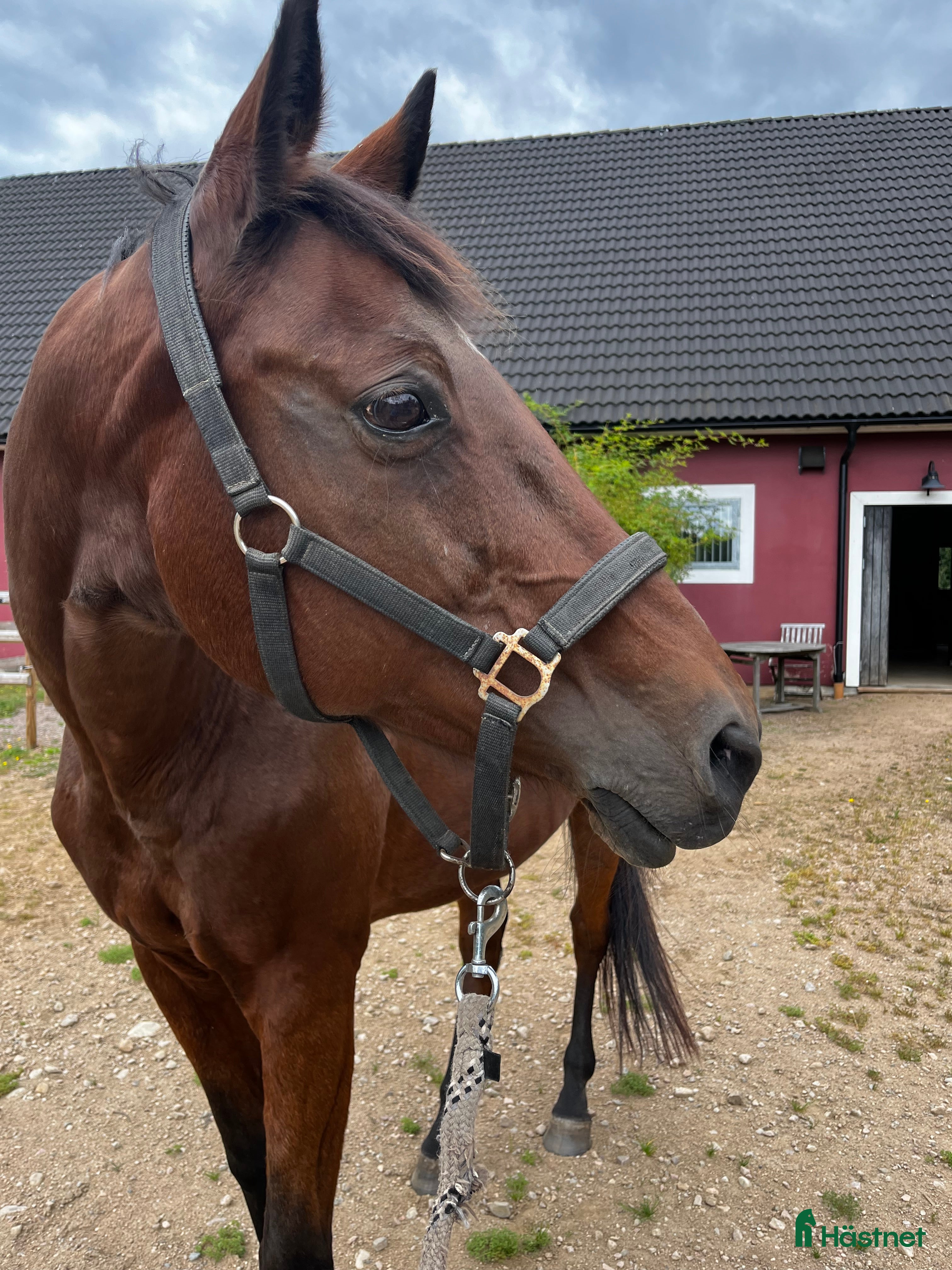  hästar Fantastisk Sällskapshäst söker nytt hem  i Höör - Annons 2