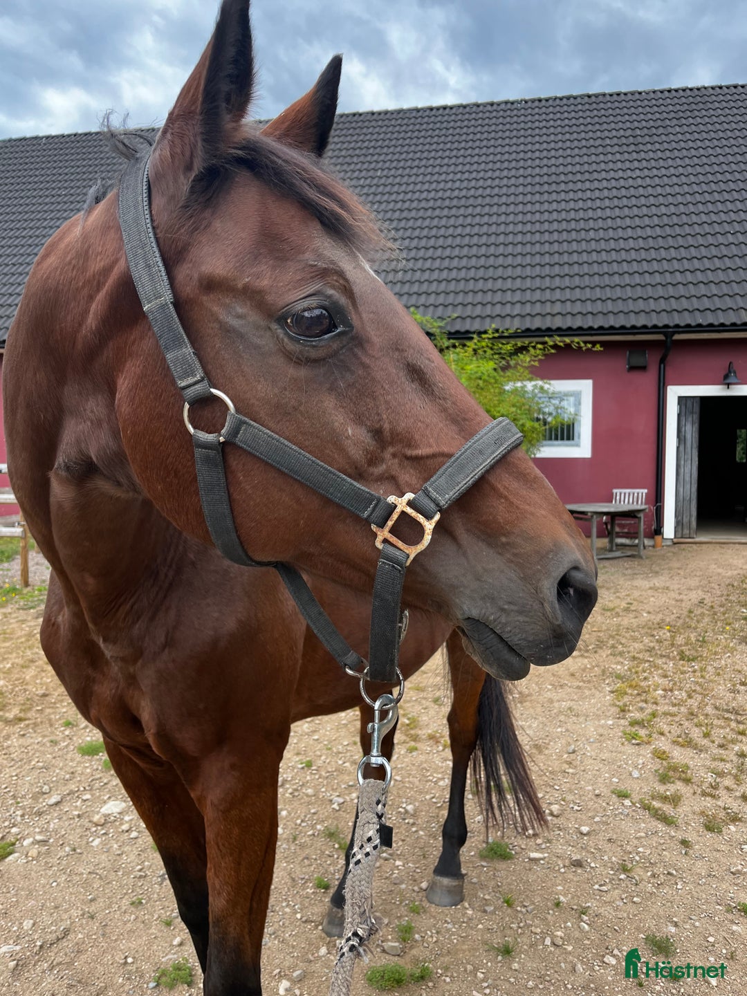 Sällskap hästar till salu: Fantastisk Sällskapshäst söker nytt hem  i Höör - Annons 1