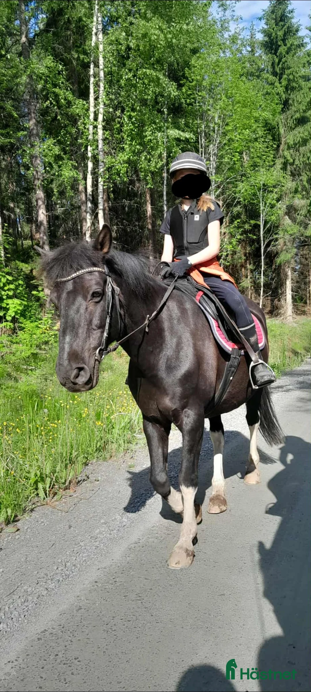 Allround hästar till salu: Skogsmullen med stort hjärta i Kil - Annons 3