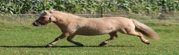 Allround hästar till salu: Palomino shetlandsponyhoppe - Annons 5