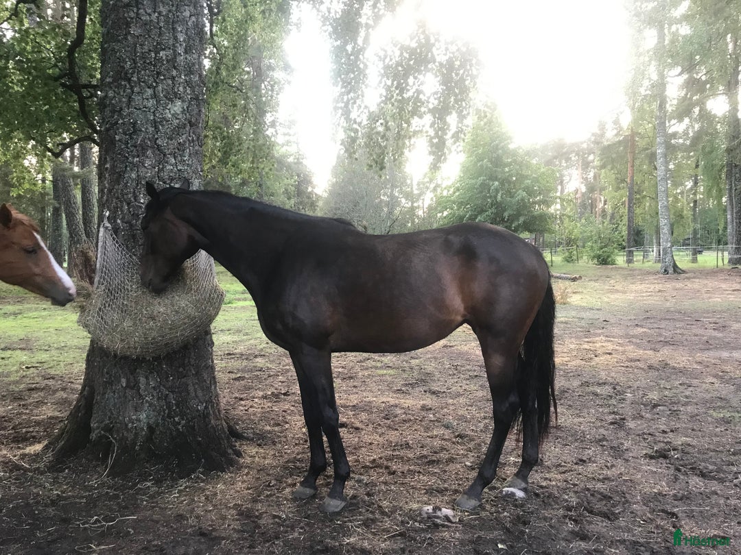 Allround hästar till salu: 4-årigt sto säljes/utlånas i Kil - Annons 5