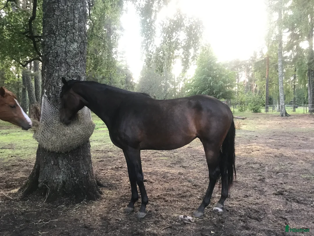 Allround hästar till salu: 4-årigt sto säljes/utlånas i Kil - Annons 5