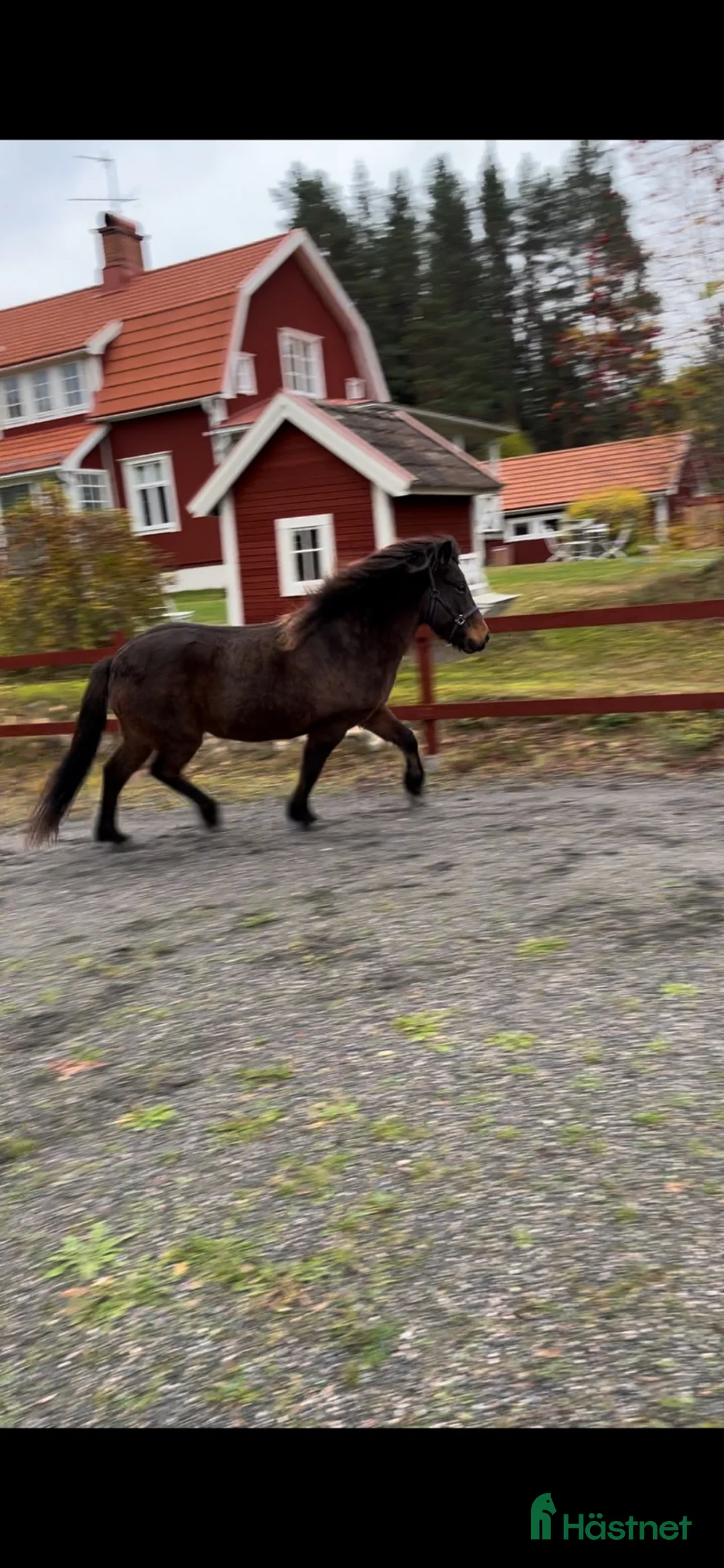 Island hästar till salu: Projekt, ridning/markarbete eller sällskap - Annons 4