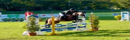 Allround hästar till salu: Eyecatcher Connemaraponny! - Annons 9