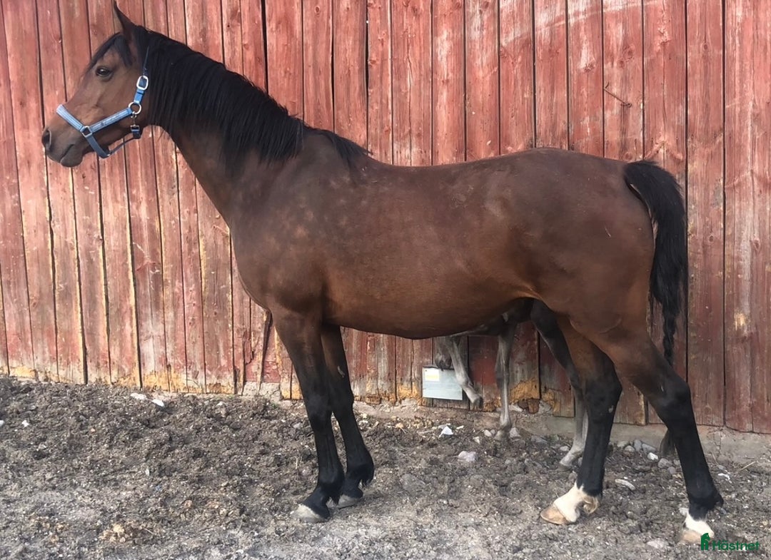 Allround hästar till salu: Ridhäst/avelssto top möderne i Mellerud - Annons 2