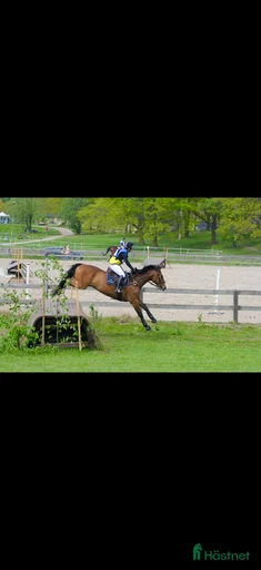 Galleribild {{count}}