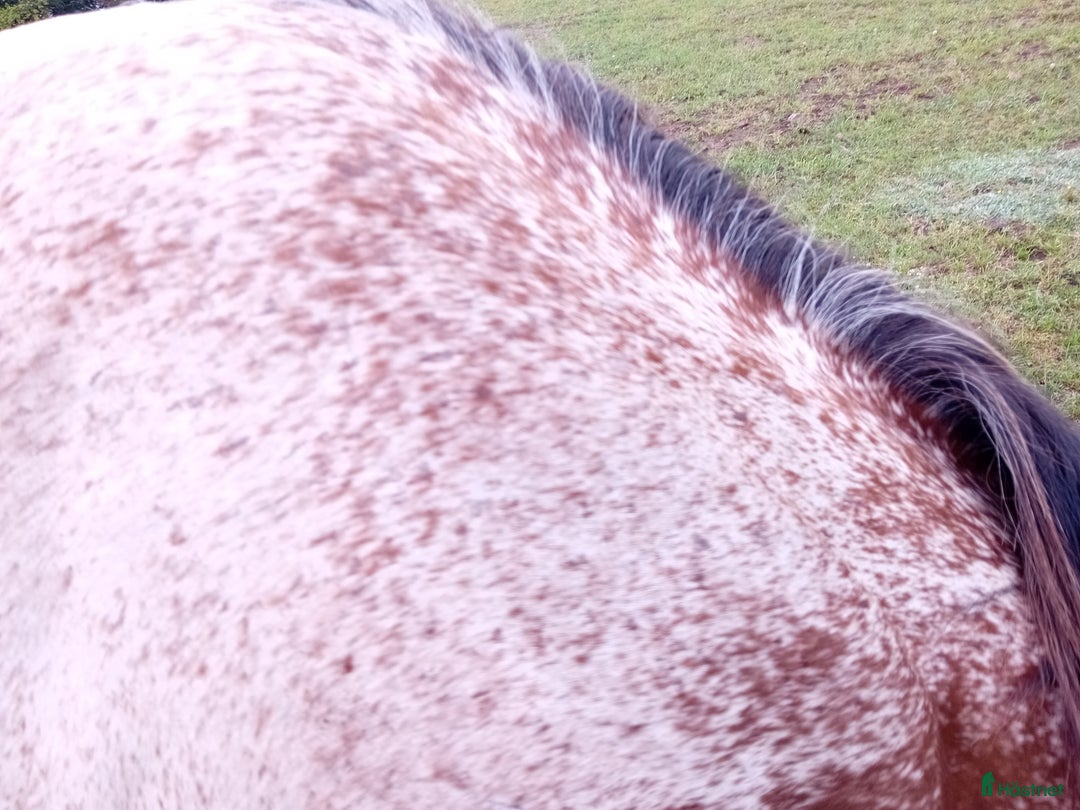 Western hästar till salu: Appaloosa colt yearling i Sösdala - Annons 4