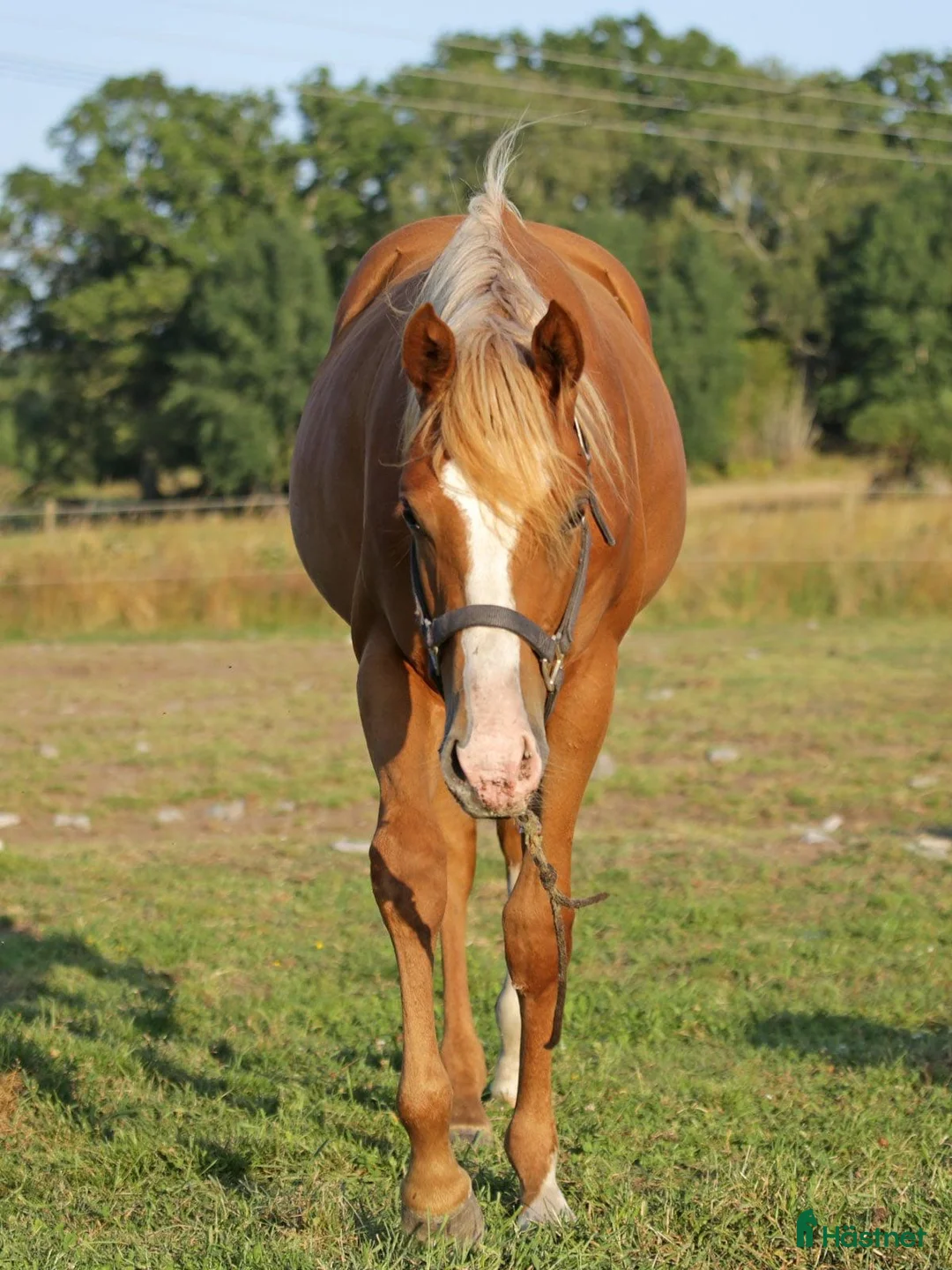 Western hästar till salu: Nu är det snart vår - Annons 3