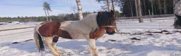 Allround hästar till salu: 5 renrasiga Paso Finos (en eller fler) - Annons 4