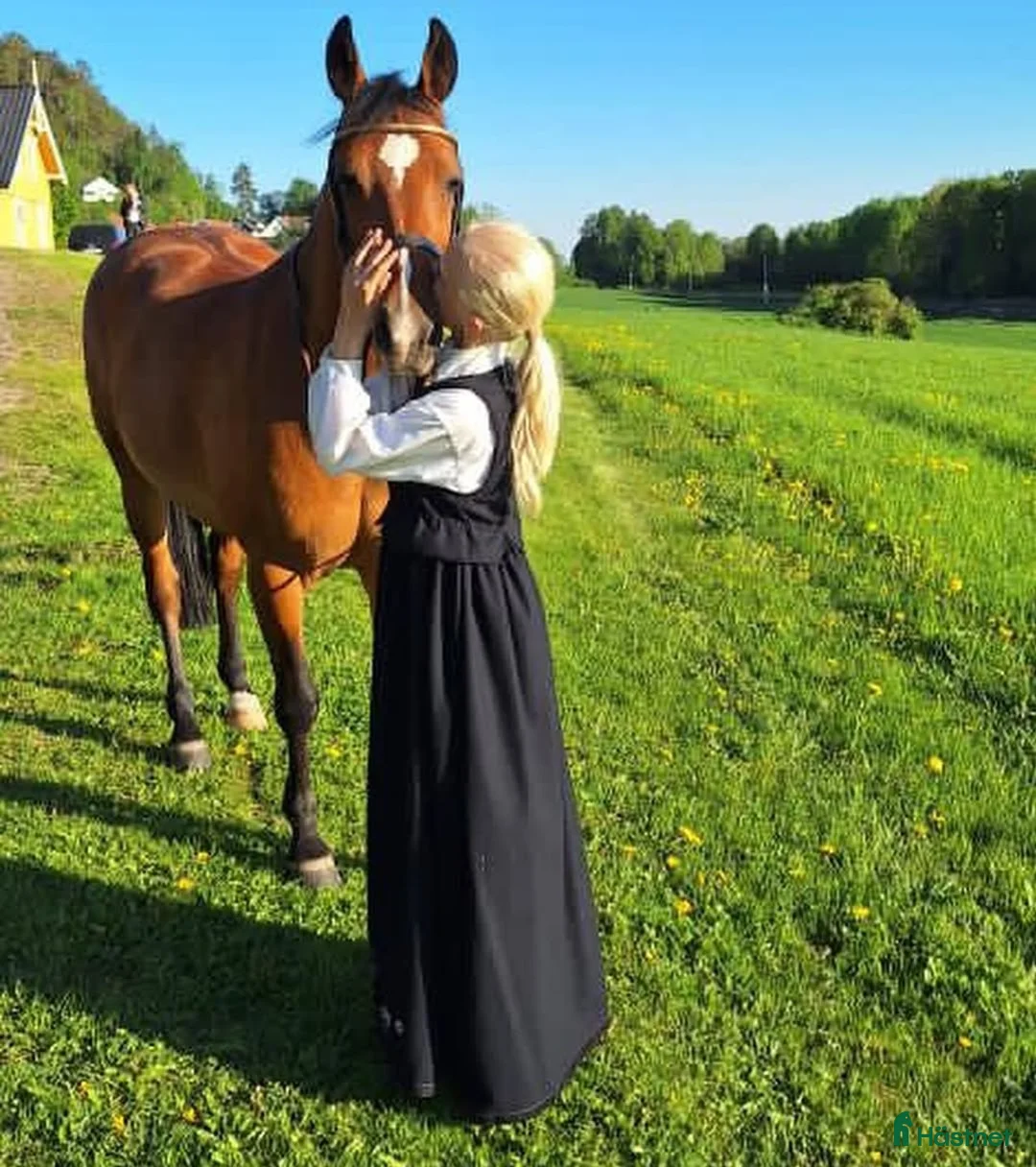 Hoppning hästar till salu: C-ponni  i Skien - Annons 6