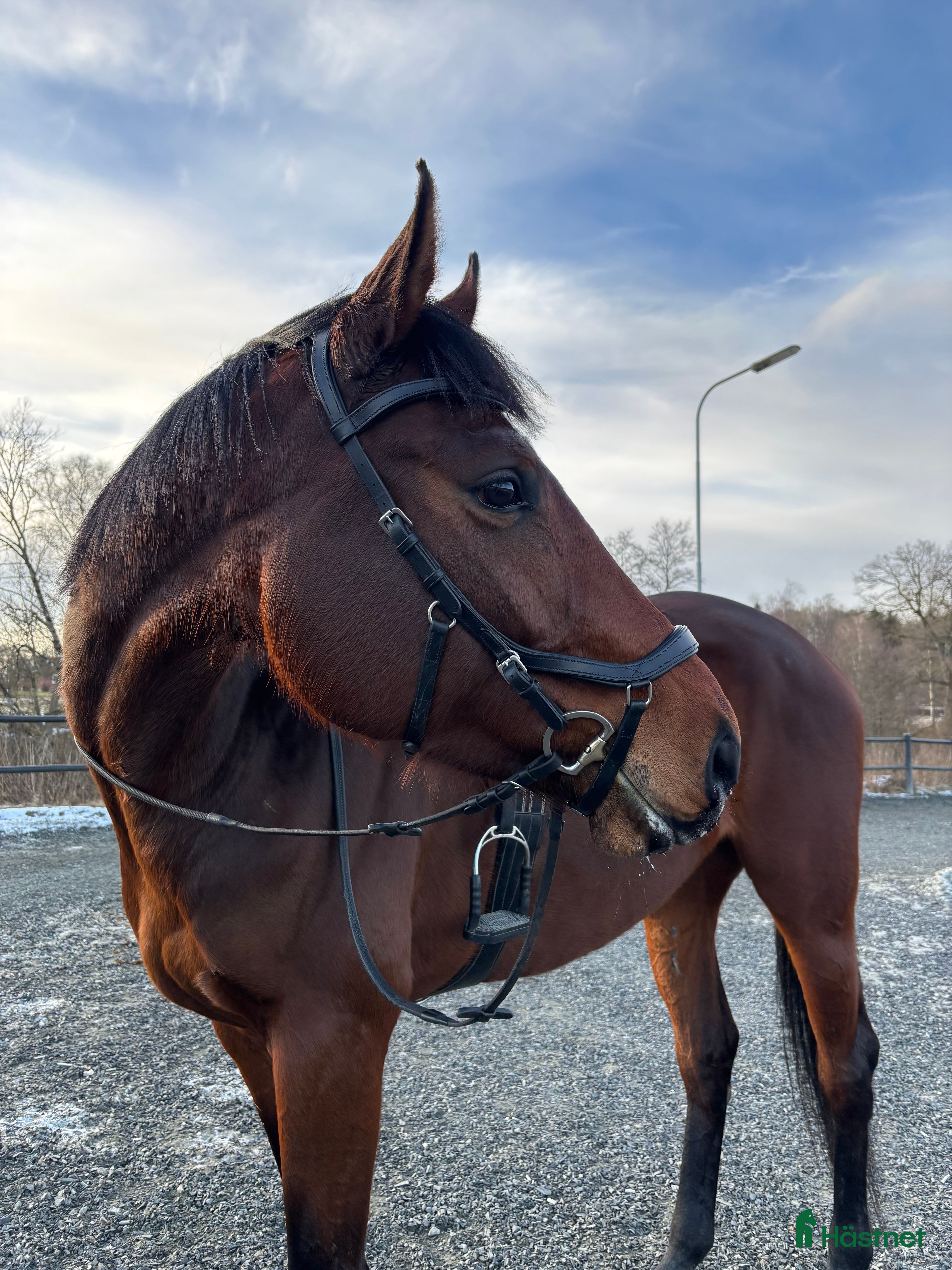  hästar Underbart sto som du kan forma själv - Annons 17