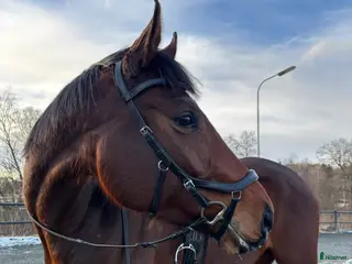 hästar Underbart sto som du kan forma själv - Annons 17