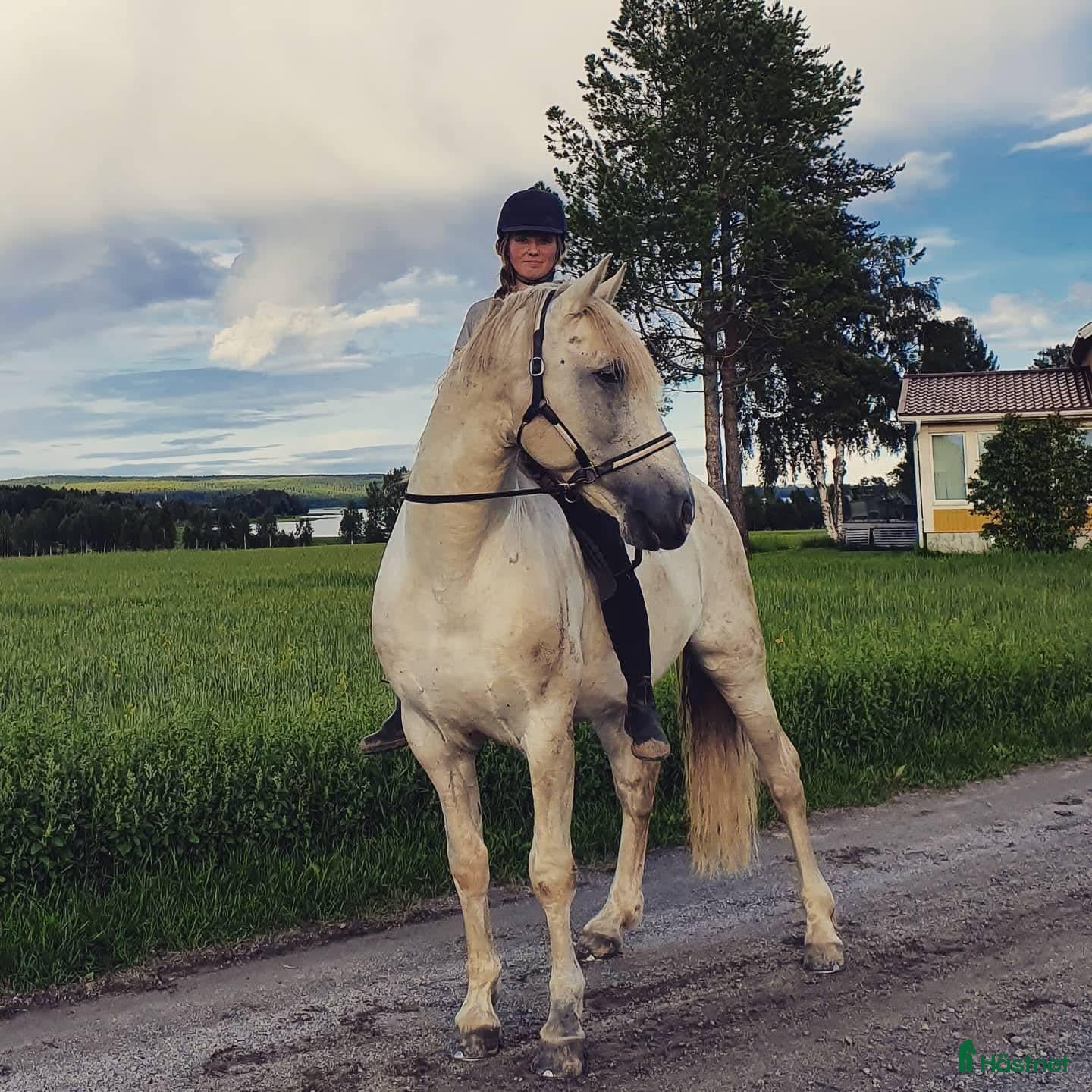 Dressyr hästar till salu: Avelshingst/dressyr/allround - Annons 1