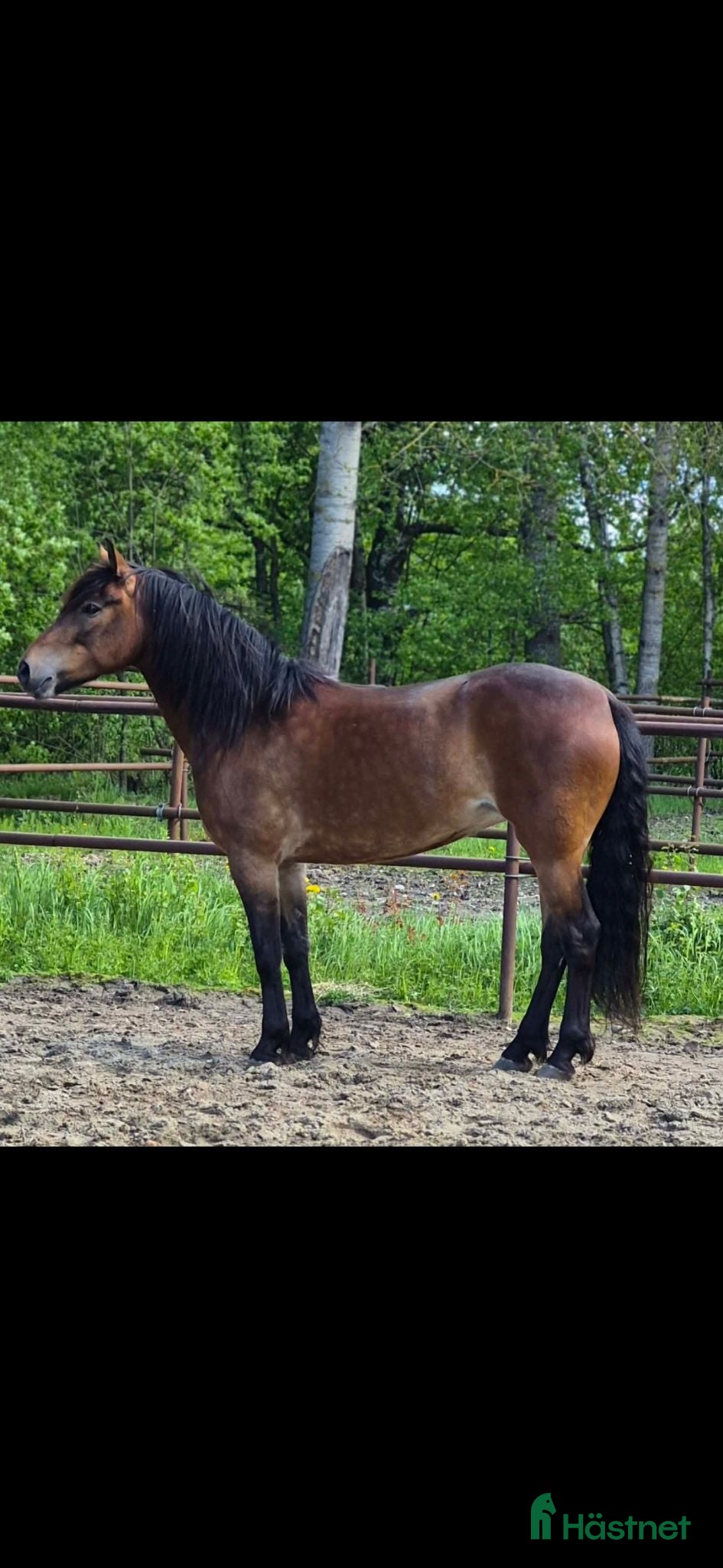  hästar ✨️Söker nytt hem till vår stjärna ✨️ - Annons 2
