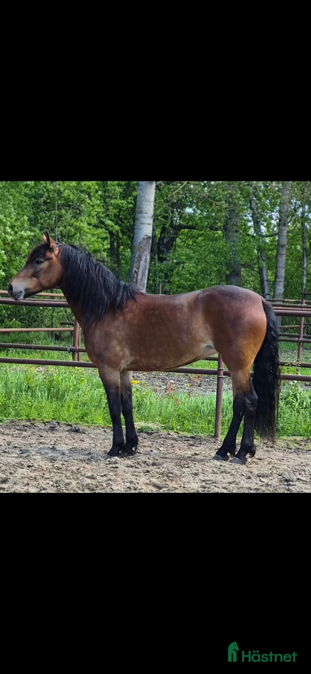Allround hästar till salu: ✨️Söker nytt hem till vår stjärna ✨️ i Umeå - Annons 1