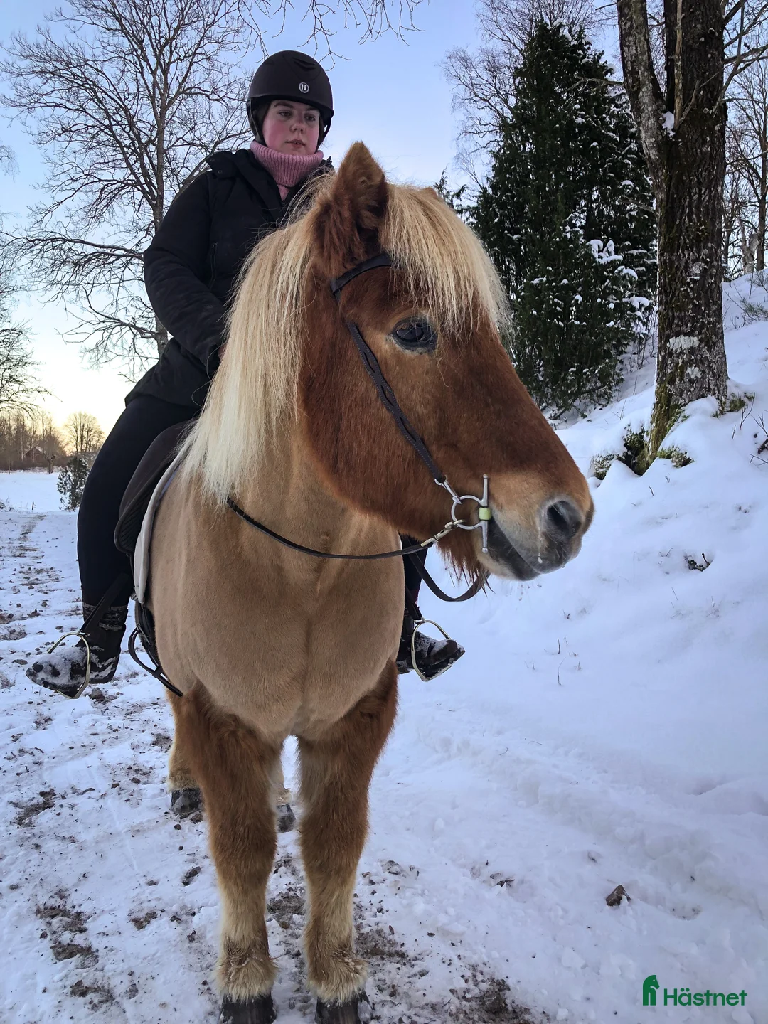 Övrigt hästar sökes: Söker stor islandshäst(ev annan ras)  - Annons 3
