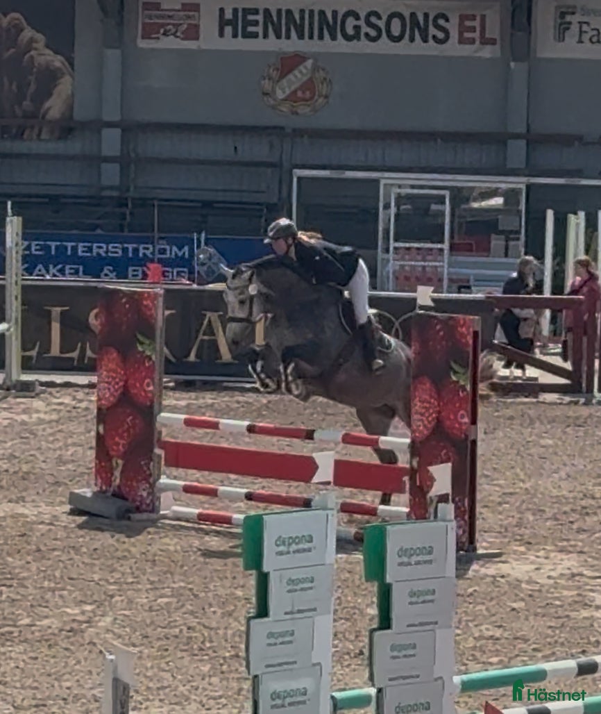  hästar Hoppstammat sto med trevliga gångarter! - Annons 4