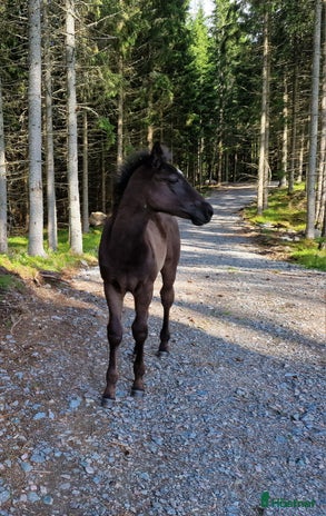 hästar i Vetlanda - Annons 7