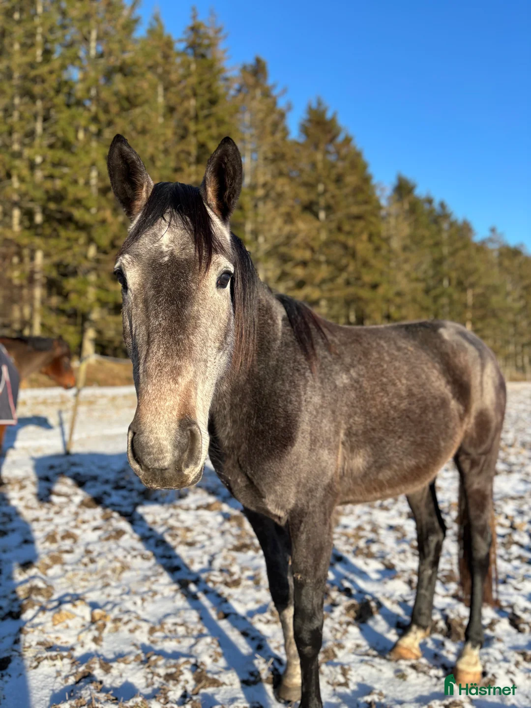 Hoppning hästar till salu: Känsligt och godhjärtat sto - Annons 1