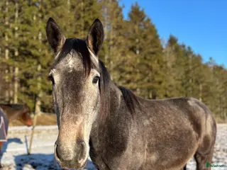 hästar Känsligt och godhjärtat sto i Strömstad - Annons 1