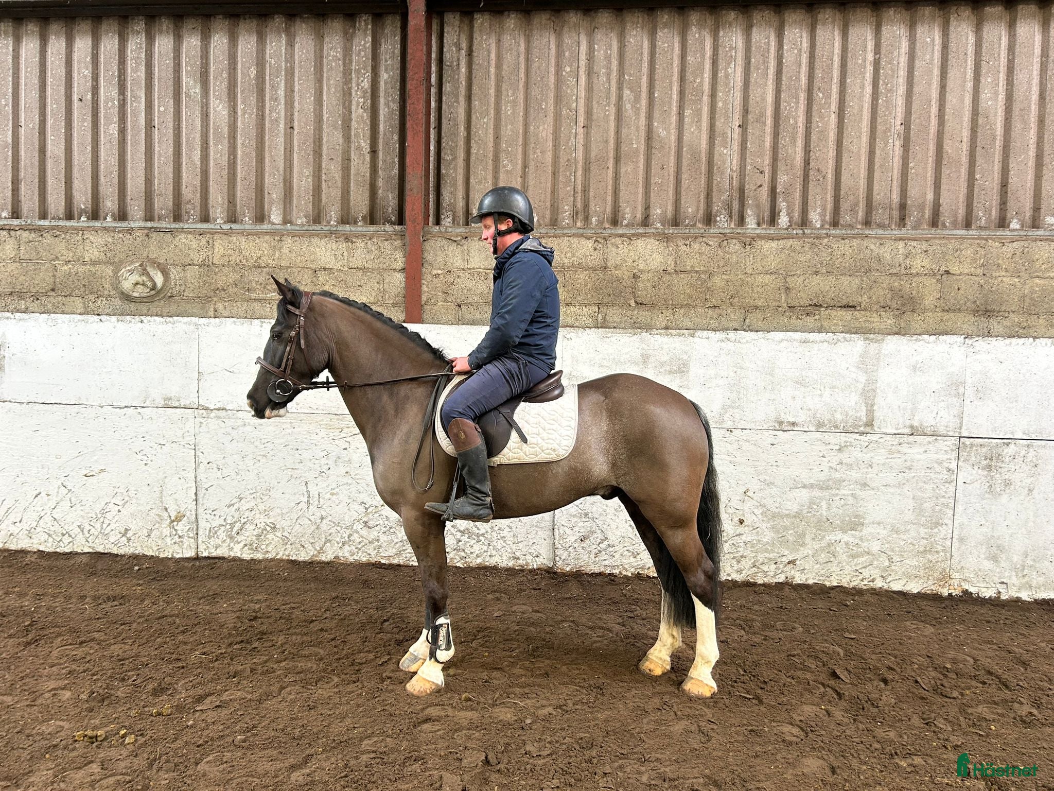  hästar Attyrory Horses - Annons 1