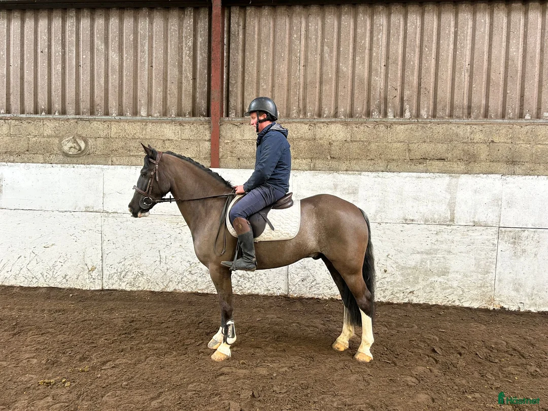 Hoppning hästar till salu: Attyrory Horses - Annons 1