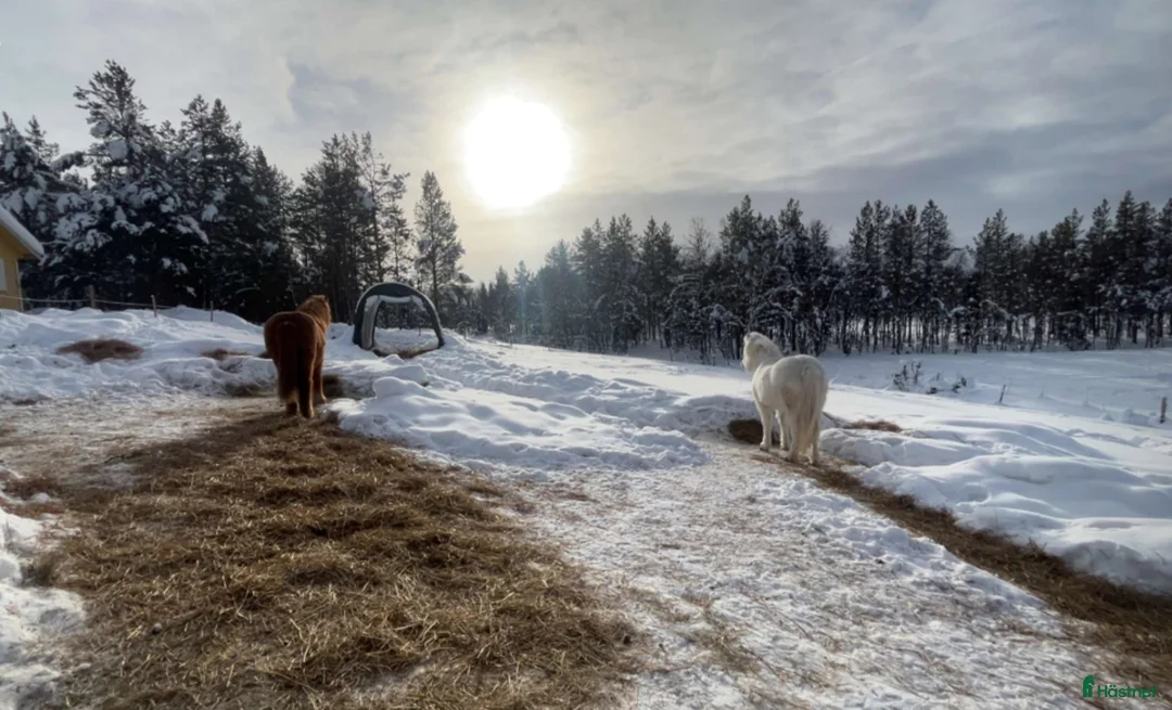 Allround hästar sökes: Sökes!  i Idre - Annons 1