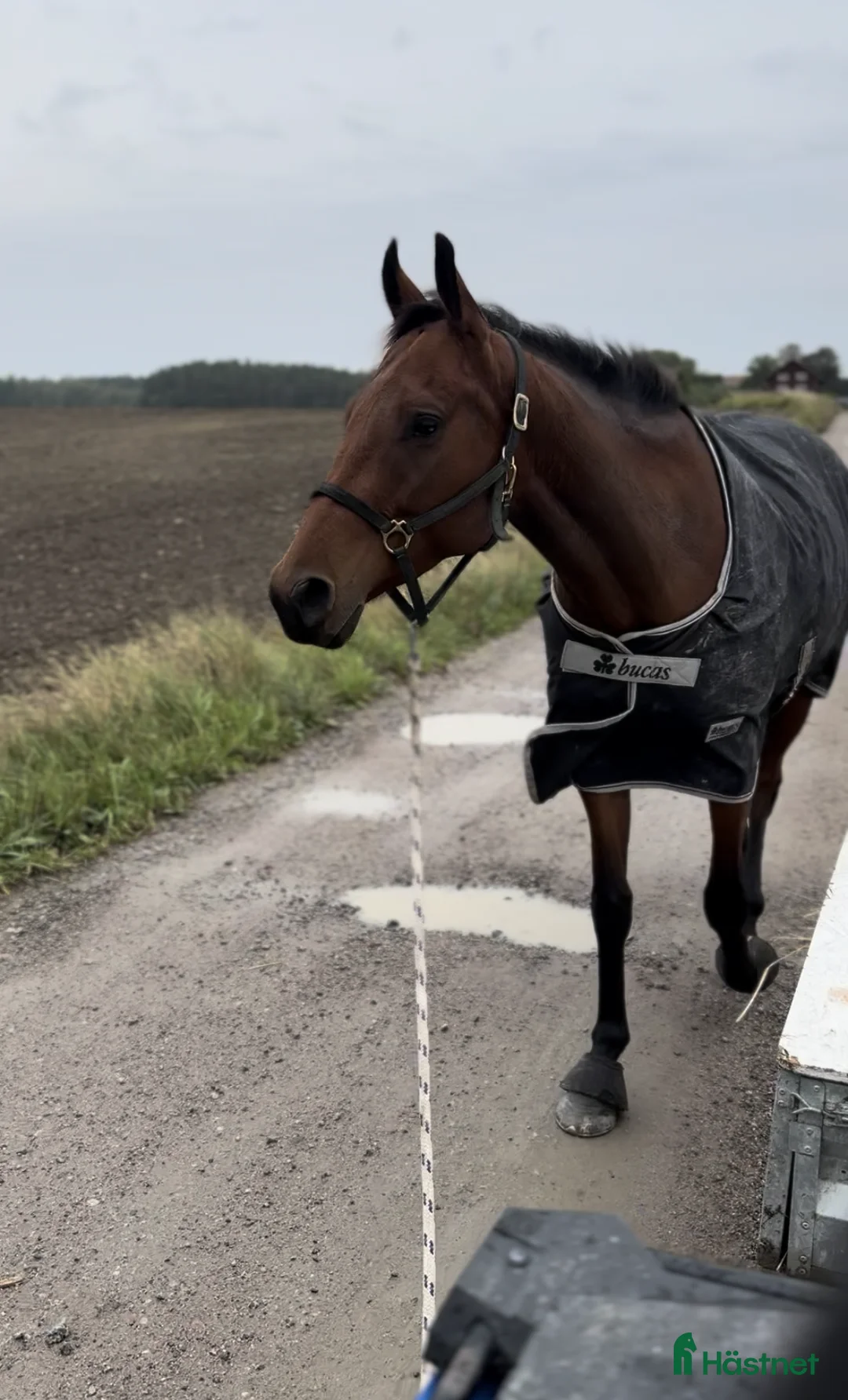 Allround hästar till salu: Junior/Övergångshäst?  i Skokloster - Annons 3