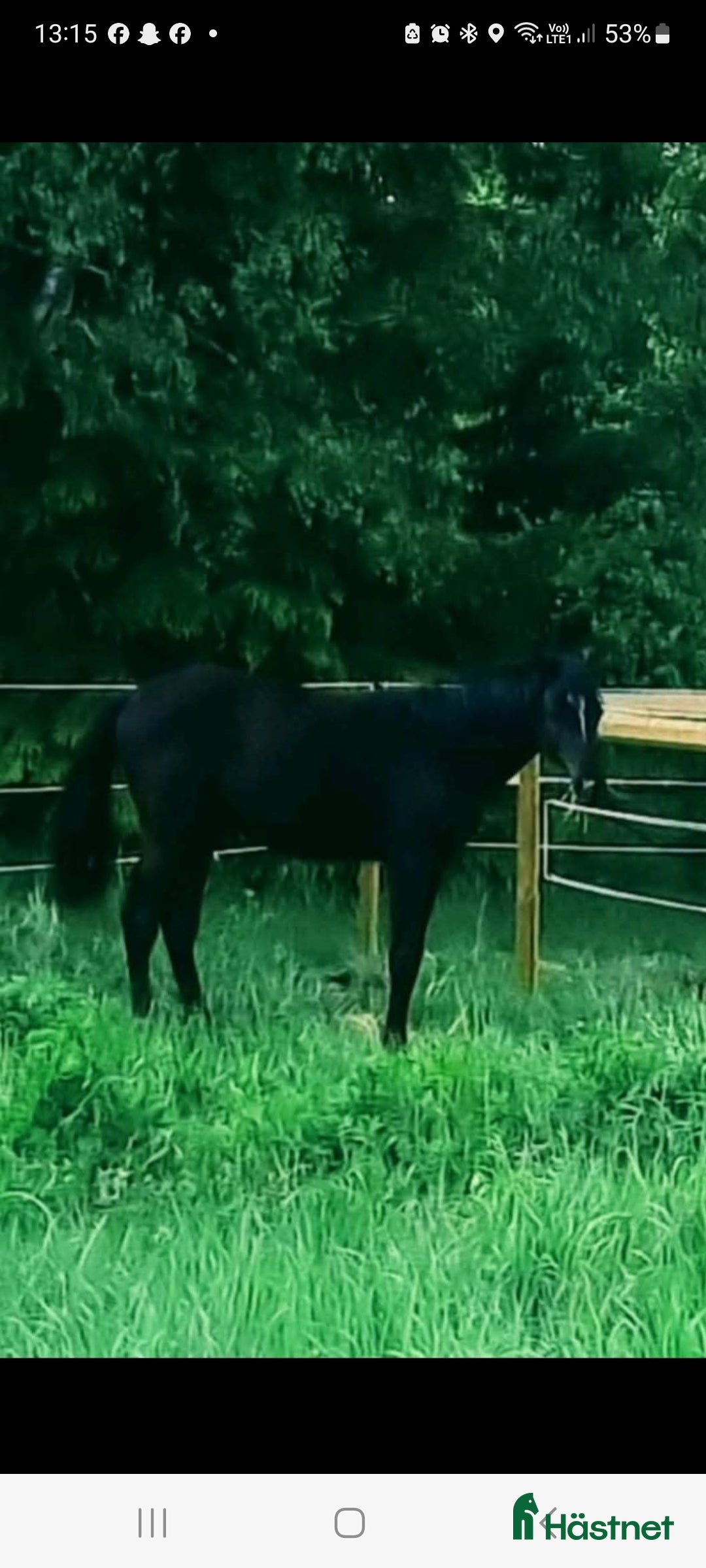  hästar 2 åring - Annons 3