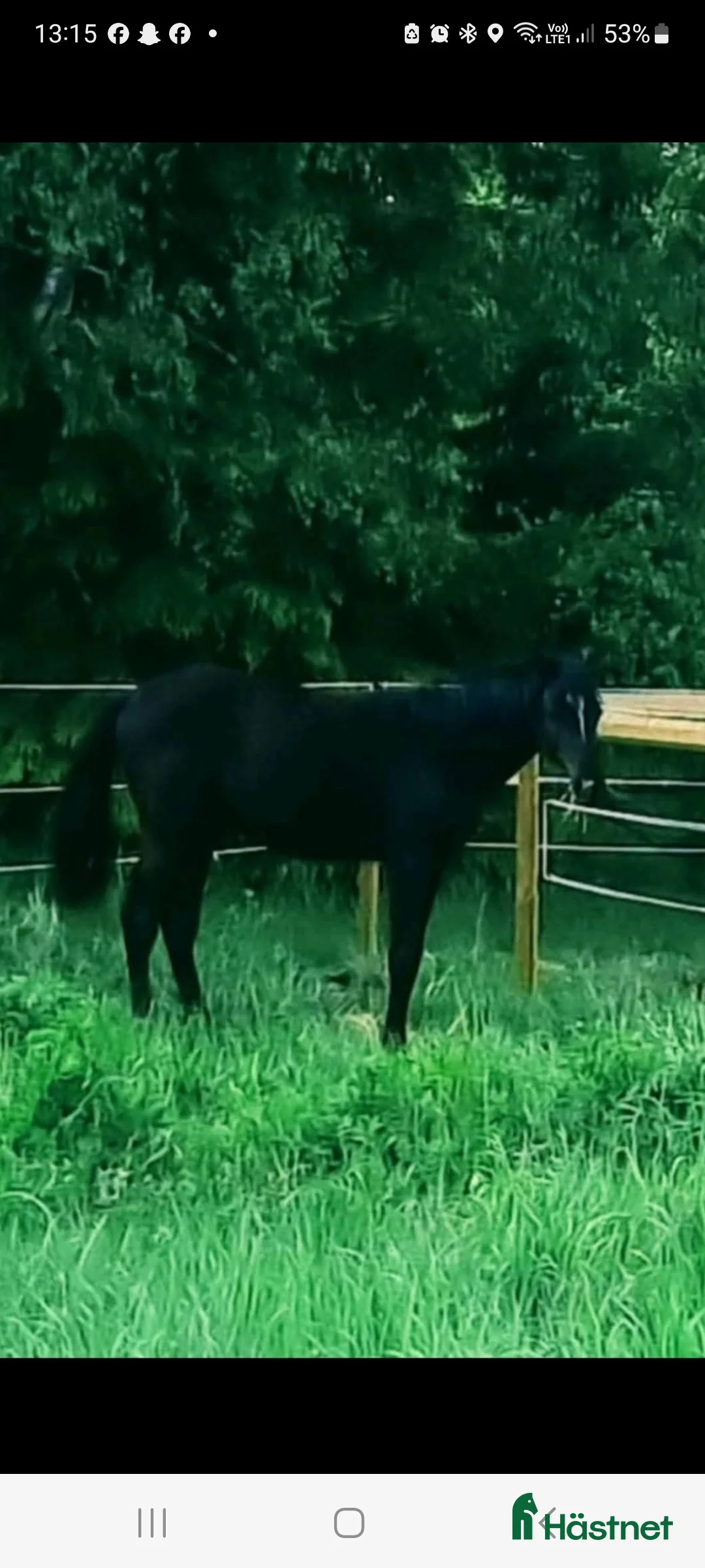 Dressyr hästar till salu: 2 åring - Annons 1