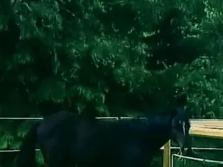 hästar 2 åring - Annons 3