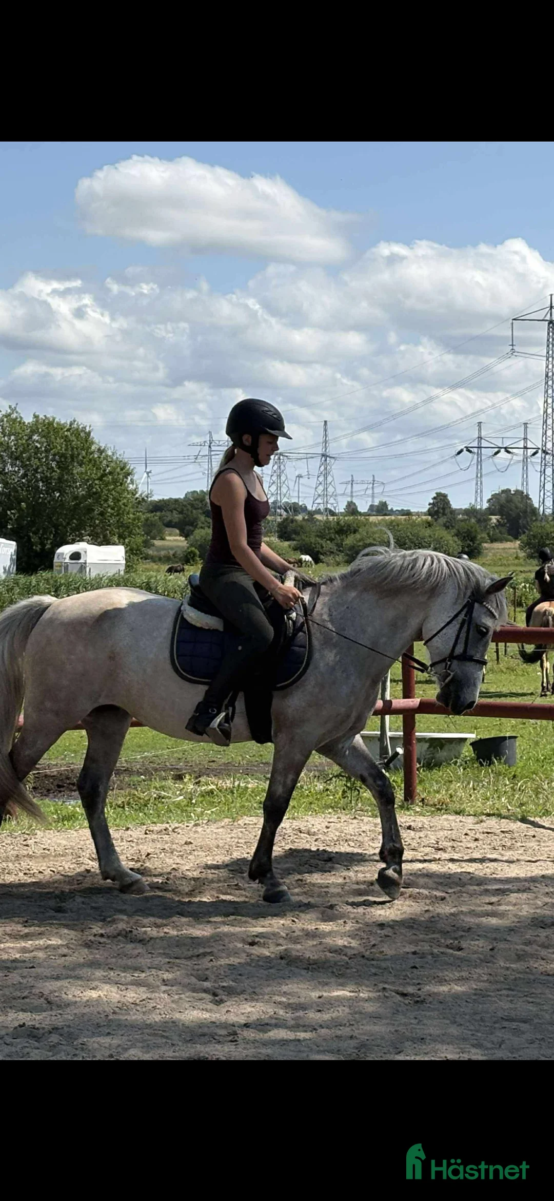 Allround hästar till salu: Fin B-ponny / tävlings ponny - Annons 16