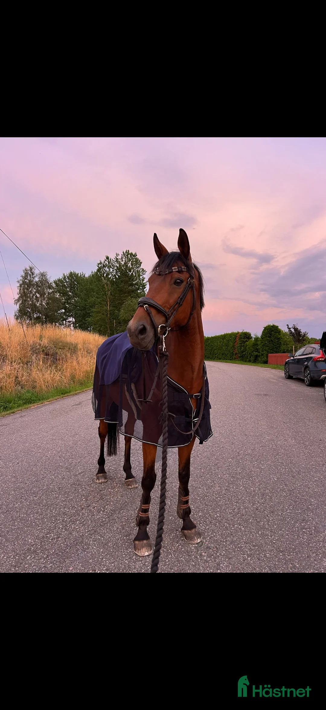 Hoppning hästar till salu: Perfekt första storhäst! - Annons 2