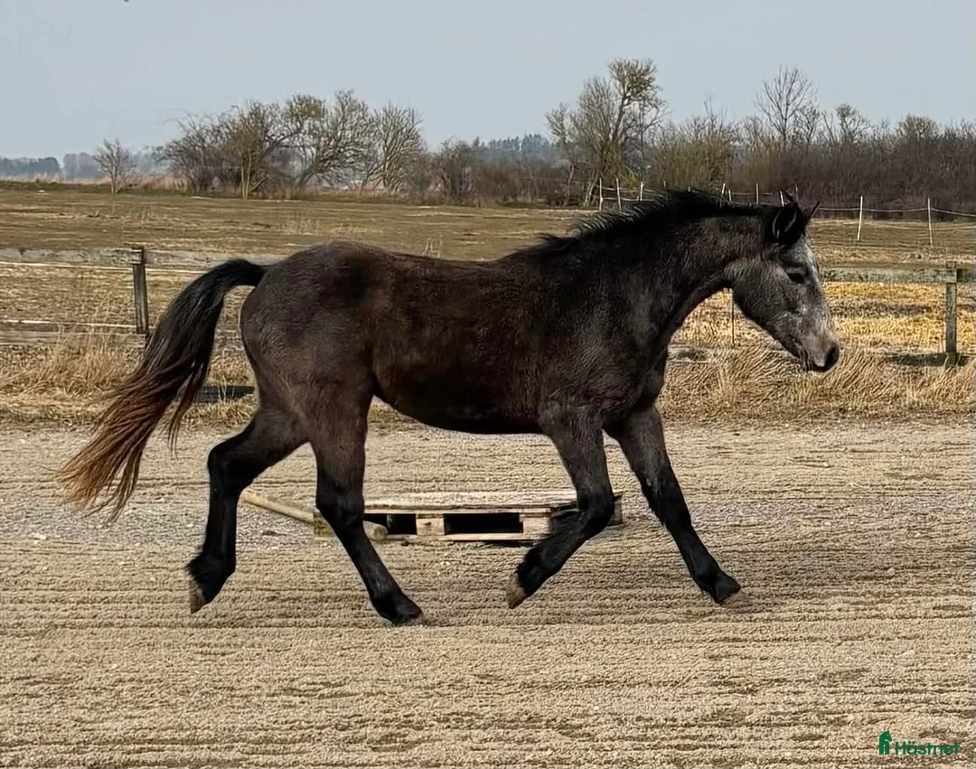 Allround hästar till salu: Vacker Connemara - Annons 2