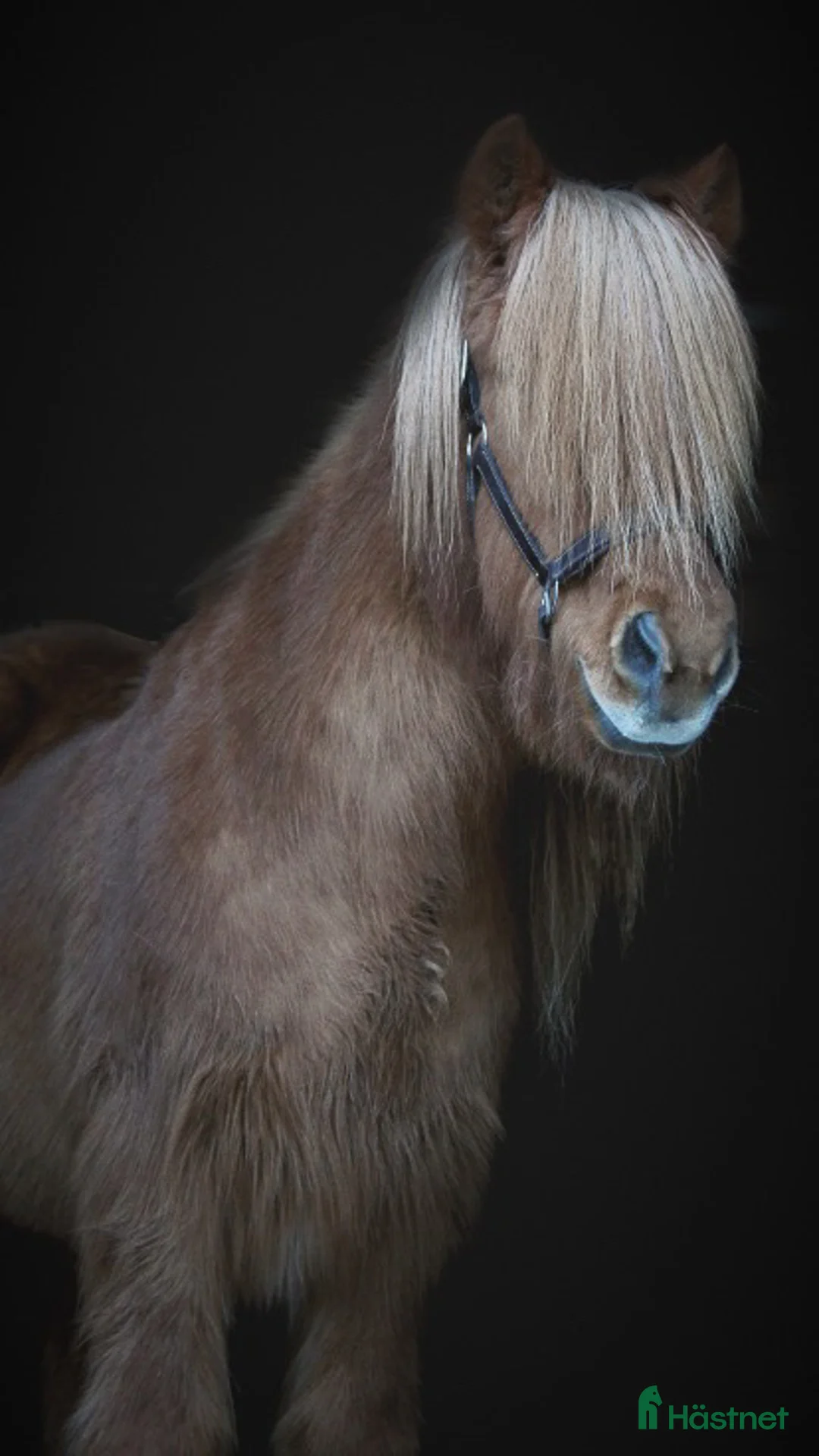  foderhäst finnes: Fodervärd sökes till islänning  i Upplands Väsby - Annons 1