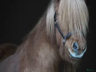 foderhäst Fodervärd sökes till islänning i Upplands Väsby - Annons 3