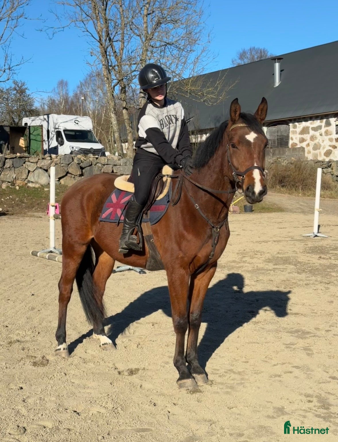  hästar Valack med potential  - Annons 2