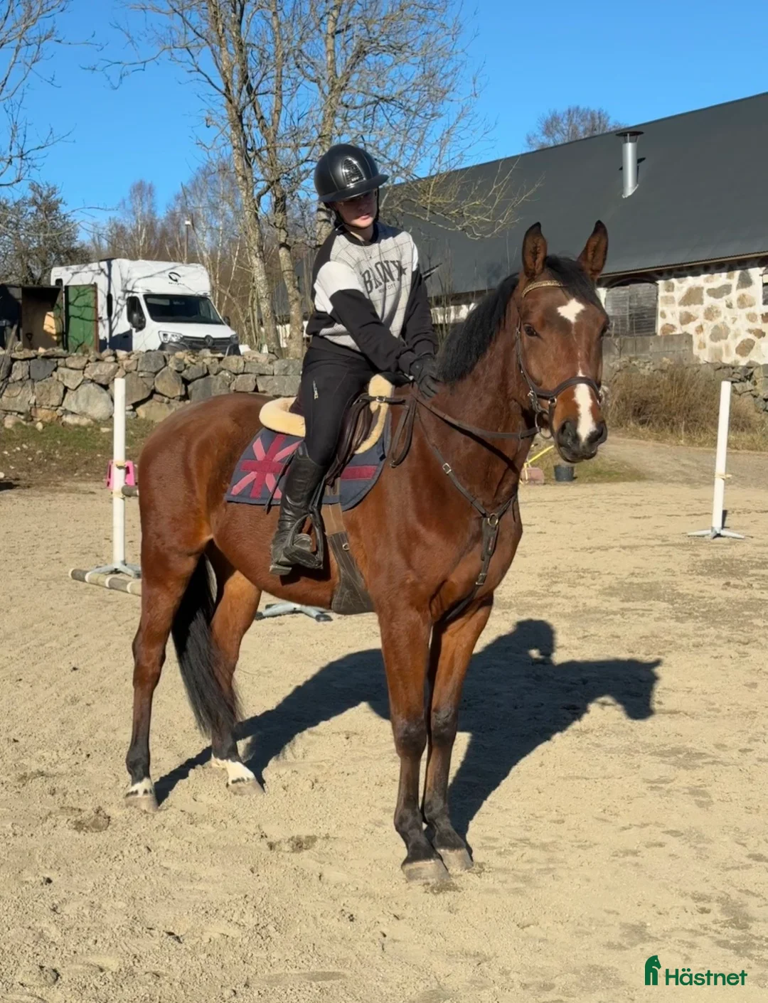 Allround hästar till salu: Valack med potential  i Olofström - Annons 1