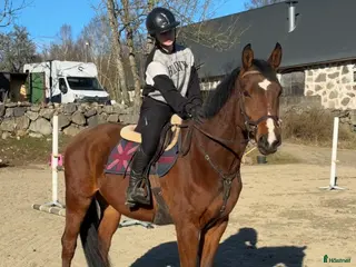 hästar Valack med potential - Annons 2