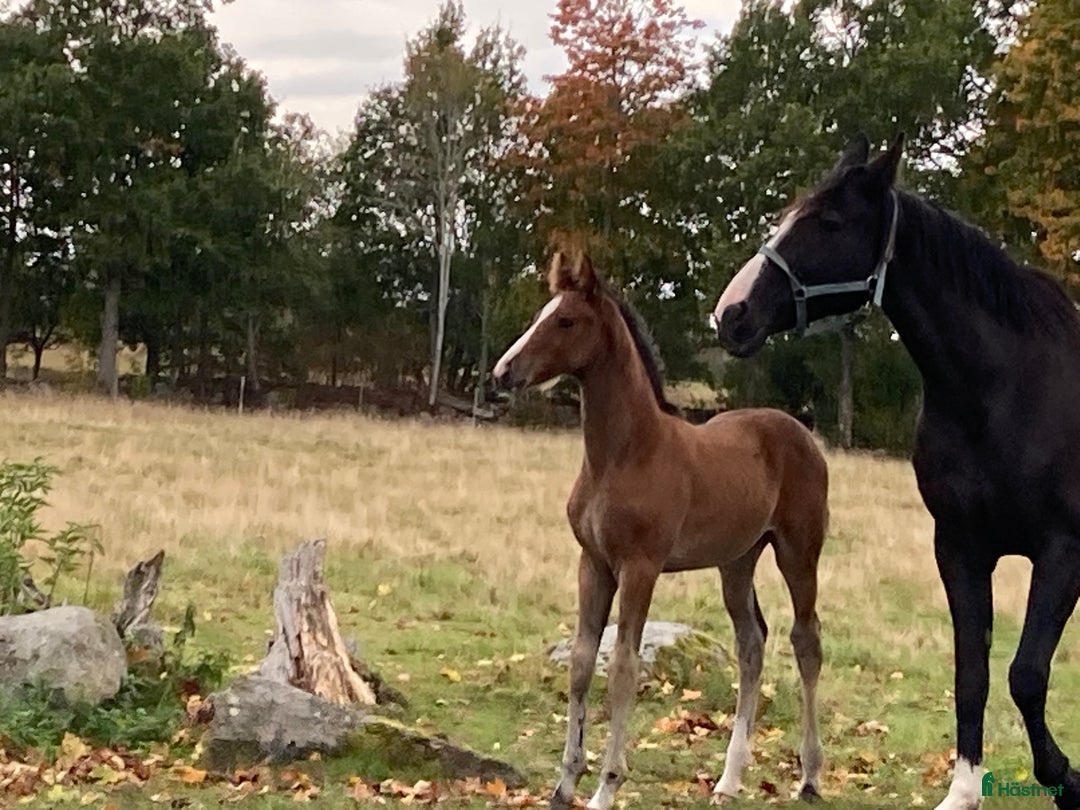 Hoppning hästar till salu: Toppstammade föl i Ljungby - Annons 4