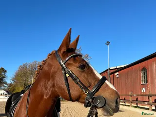 Övrig Hästutrustning hästutrustning till salu: Hästtäcken/saker sökes i Västerhaninge - Annons 2