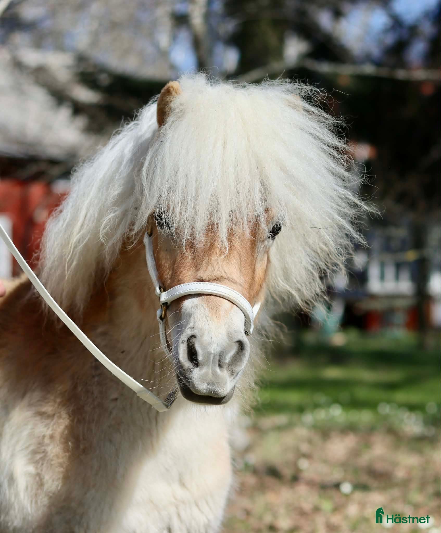  hästar Jättegulligt litet sto - Annons 1