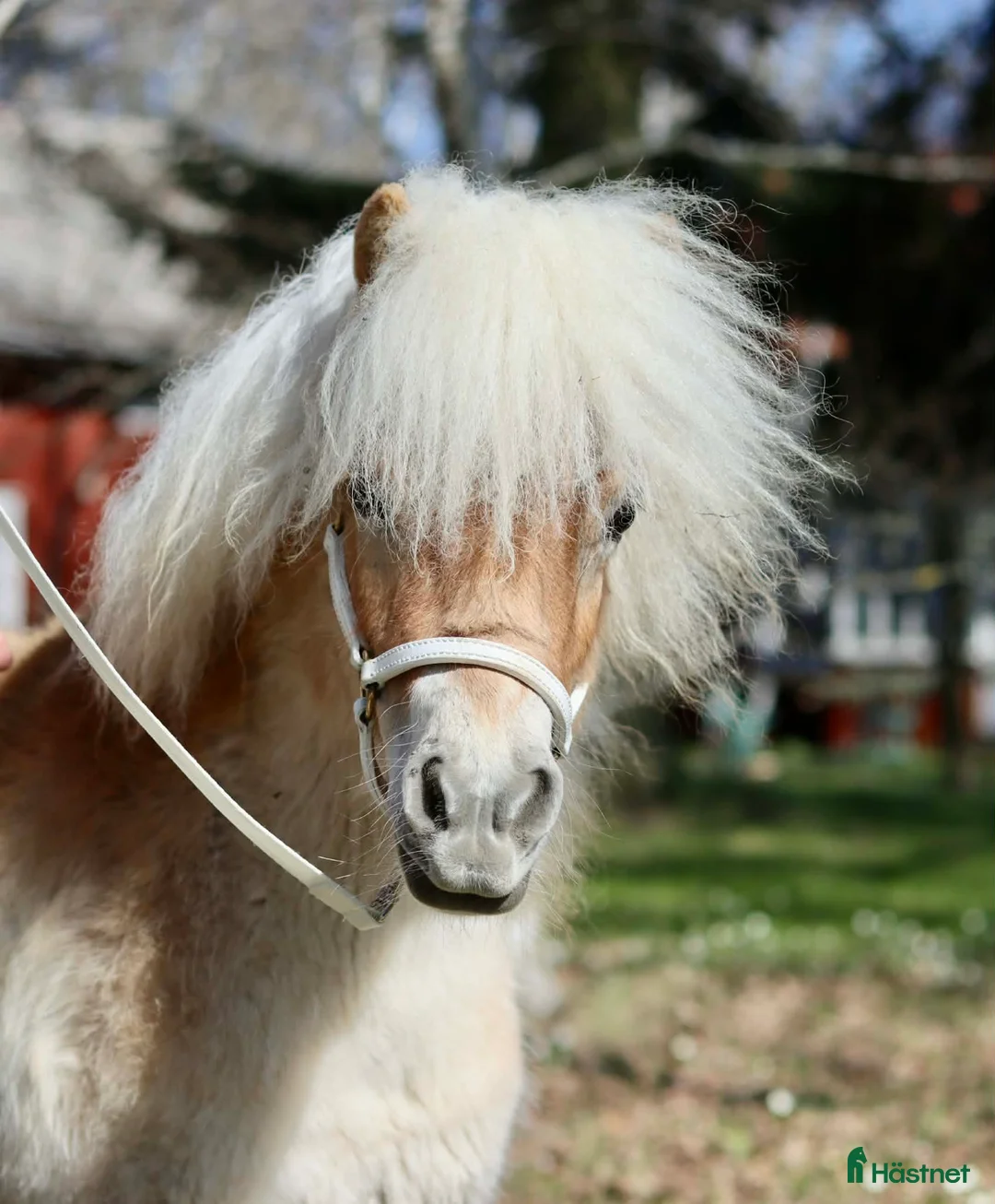 Allround hästar till salu: Jättegulligt litet sto - Annons 1