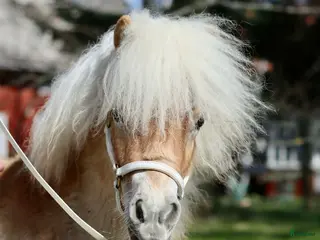 hästar Jättegulligt litet sto - Annons 1