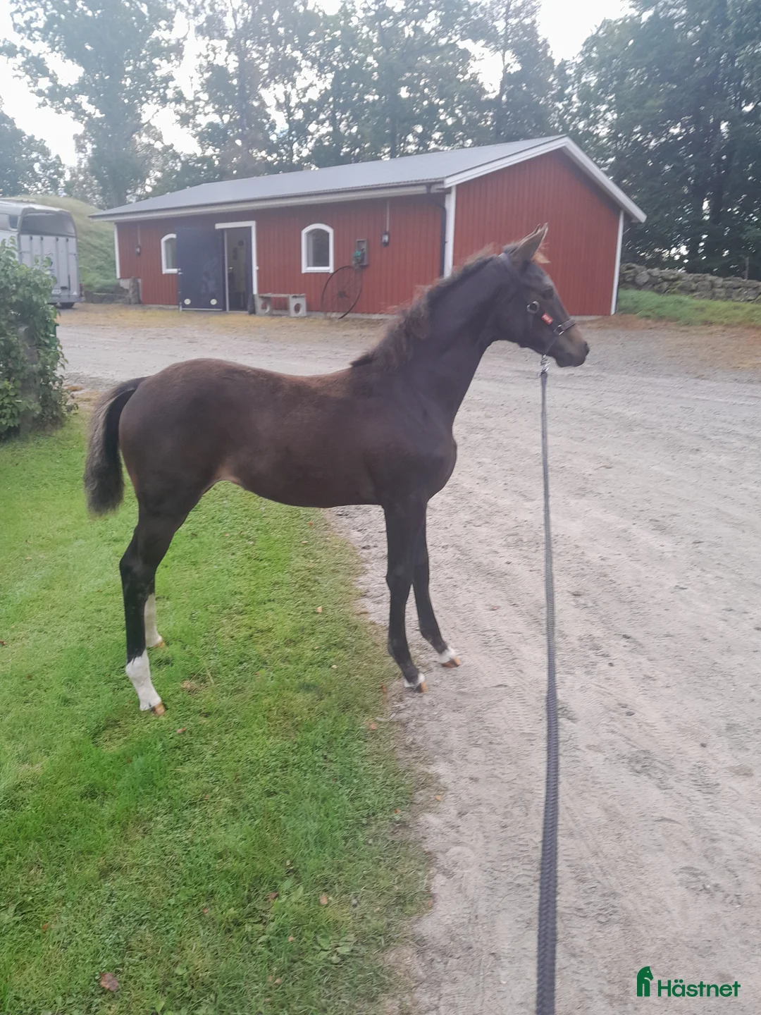 Dressyr hästar till salu: Sto med utstrålning i Broaryd - Annons 3