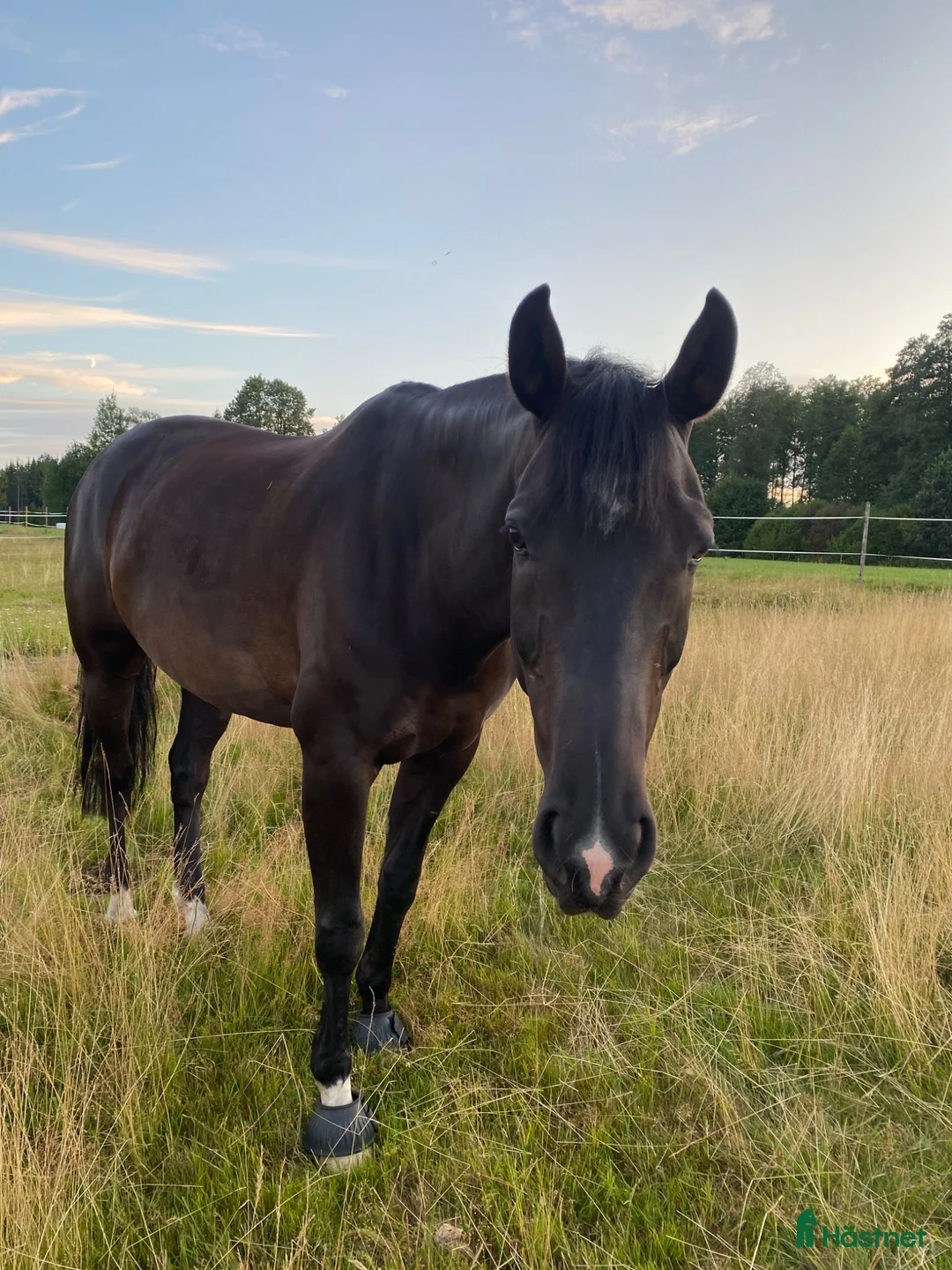 Allround hästar till salu: Lyxig hobbyhäst - Annons 2