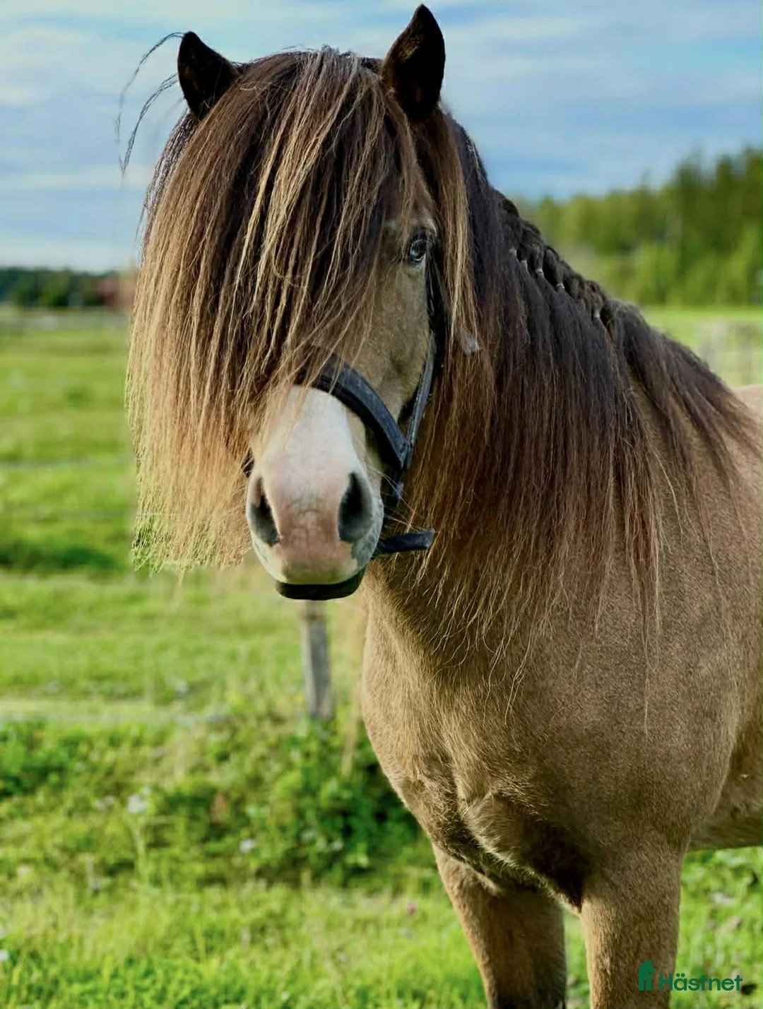 Island hästar till salu: Vacker fyrgångs valack med häftig färg X faktor i Gimo - Annons 8