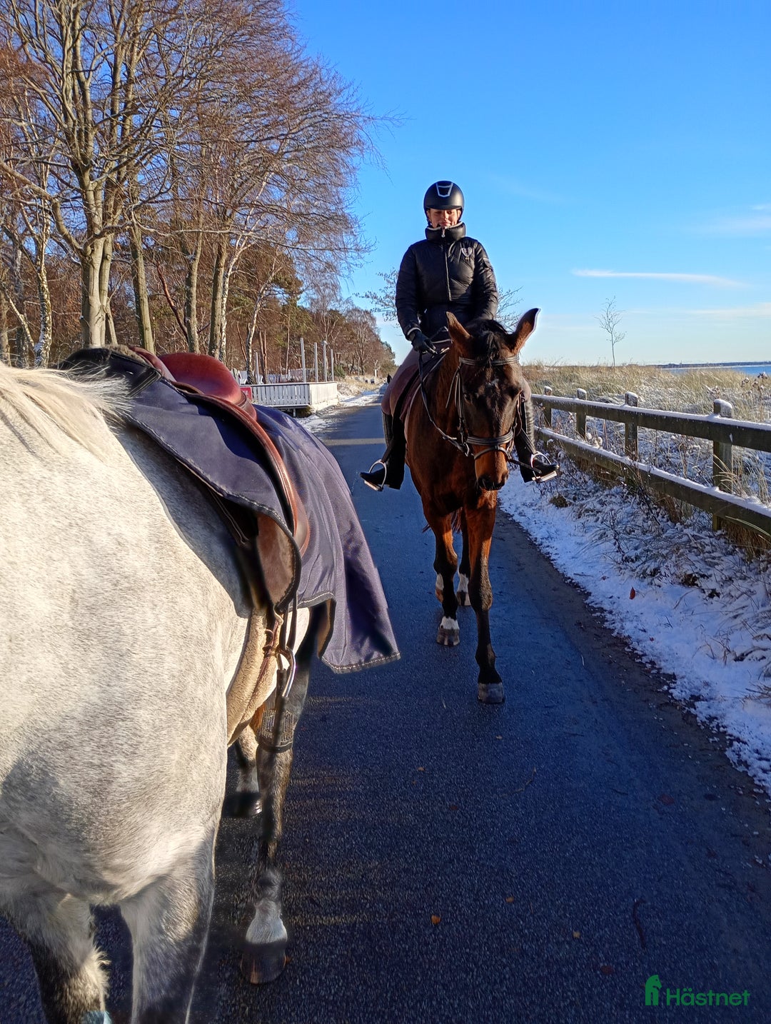 Dressyr hästar till salu: Dressyr val som hoppar bra 🌸 fälttävlan? i Tomelilla - Annons 2