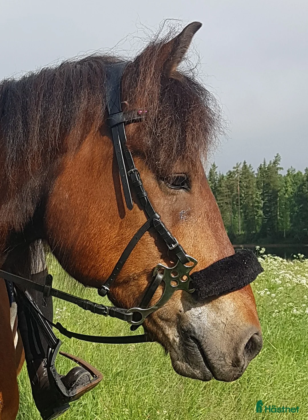 Allround hästar till salu: 12 årig kallblodstravare - Annons 2